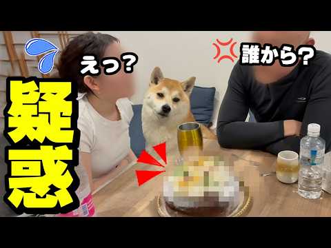 娘に恋人疑惑が発覚…贈り物のケーキで困惑するパパを冷静に見学する柴犬 サムネイル