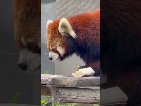 shorts メイタちゃんタケノコ食す　ガイド終わりに　レッサーパンダ　千葉市動物公園にて　2026年4月19日 サムネイル