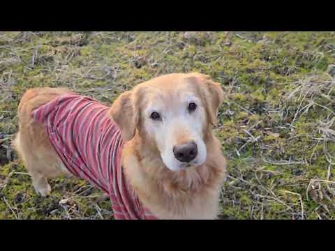 まだ背中にムカデ（縫い跡）はあるけど元気なゴールデンレトリバー、今日も鹿の黒豆探し？ サムネイル
