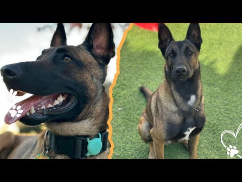 Your Malinois Will Turn Aggressive If You Ignore These 4 Th… サムネイル