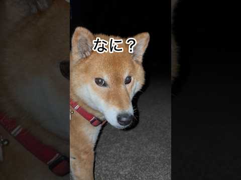 ’26.4.5 力丸は外がいい… 柴犬 shibainu 柴犬のいる暮らし 柴犬の日常 放し飼い 見守り 力丸 サムネイル