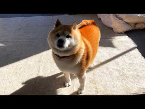 入ってきた虫を鋭い目つきで威圧するも、急いで立ったためちょっと内股になっている柴犬 サムネイル