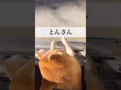 『とんの家から′26 金欠』　柴犬　柴犬とん サムネイル