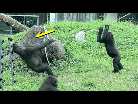 Funny Tayari teach Ringo, Jabali how to enjoy life金剛猩猩Ringo…