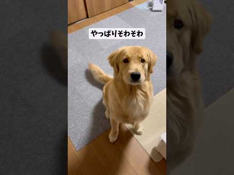 待ちきれないモンちゃん goldenretriever ゴールデンレトリバー サムネイル