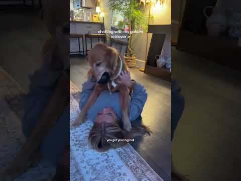 Come to my golden retriever 2026blonde goldenretreiver dogb… サムネイル