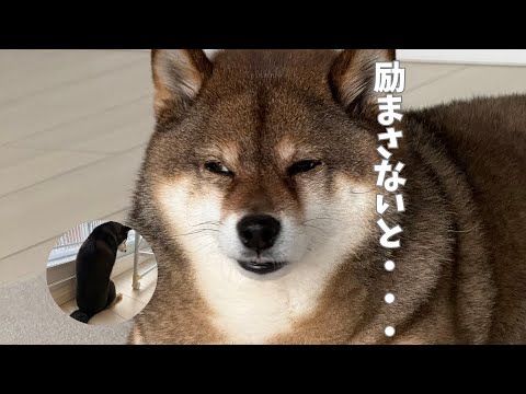 【飼い主入院】寂しがる同居犬そしてそれを見た胡麻柴の行動・・・ サムネイル