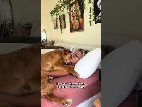 coming home to my golden retriever🥵 goldenretreiver dog ind… サムネイル