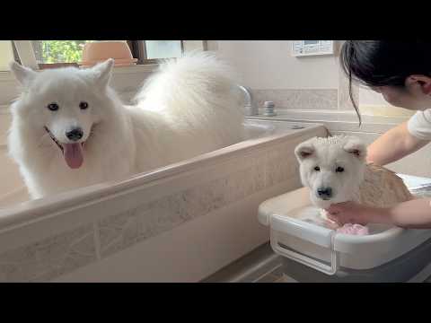 仲良く一緒にお風呂入る可愛い柴犬とサモエド