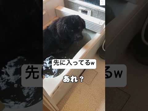 先にお風呂入ってる犬　ニューファンドランド 超大型犬 大型犬　犬　面白い サムネイル