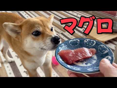 マグロ！ASMR 柴犬小夏 サムネイル
