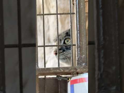 shorts ここに篭ってるとフィーガくんは安心らしい🤭　マヌルネコ　野毛山動物園にて　2025年12月6日 サムネイル