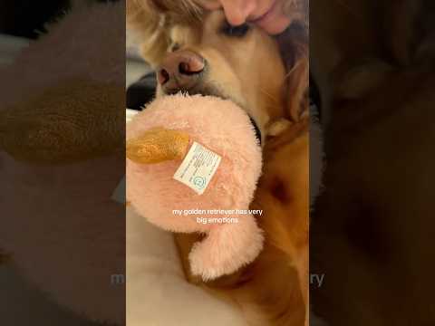 dog-tor coby to rescue🛟goldenpup puppy goldenpupppy dogbree… サムネイル