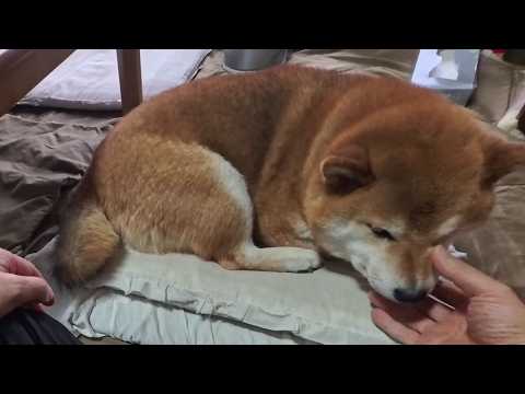 社長の席を温めておいてくれるココさん サムネイル