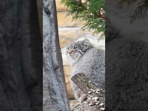 shorts 見返りアブちゃん　マヌルネコ　那須どうぶつ王国にて　2026年3月29日 サムネイル