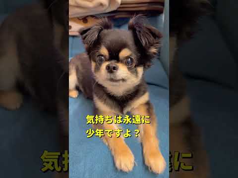 明日はチビの誕生日🐶柴犬 チワワ shorts サムネイル