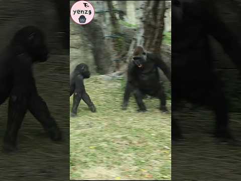 funny Tayari & Ringo🤣🤣🤣 gorilla funnyanimals 金剛猩猩 shorts サムネイル