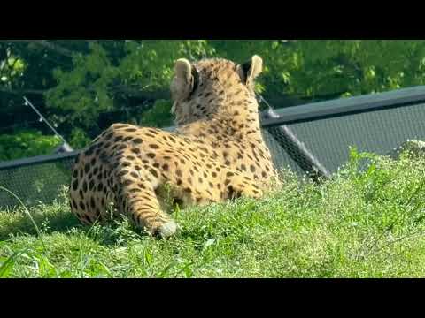 静かに伏せたアジャブさん 角度で最小形態に🤭　チーター　千葉市動物公園にて　2026年4月19日 サムネイル