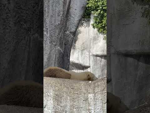 shorts 9:46 頃のバフィンさん　   ホッキョクグマ　浜松市動物園にて　2026年3月15日 サムネイル