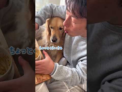 パパのカレーを狙う犬 ゴールデンレトリバー 大型犬のいる生活 goldenretreiver