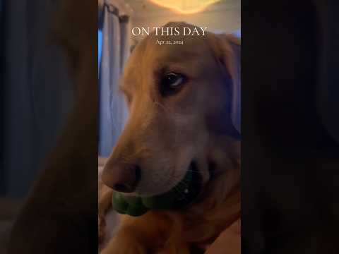 dog-tor coby to rescue🛟goldenpup puppy goldenpupppy dogbree… サムネイル