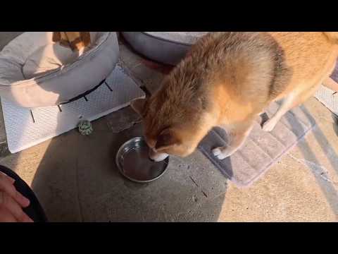 我慢強い柴犬は「水飲まない耐久」を自主開催しだすのでお口をクチャクチャしだしたら水飲み場に案内してあげて下さい サムネイル