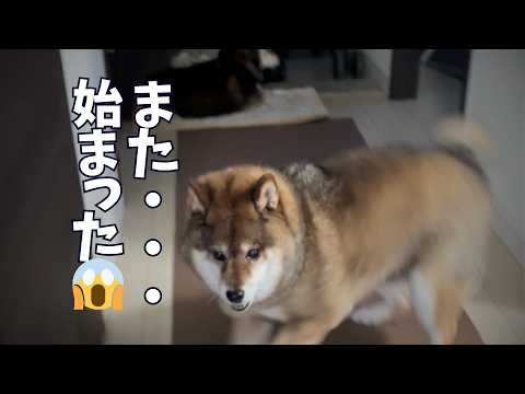 家でも外でも大暴れのシニア犬🐕いったいどうなってるの？ サムネイル