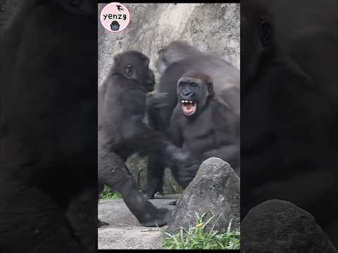 Gorilla playing🤣 gorillatag taipeizoo 金剛猩猩 台北市立動物園 funny sh…