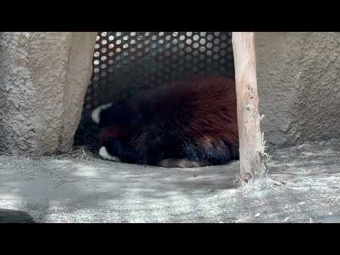 そこで寝ているのはダイズちゃんカナ〜　レッサーパンダ　那須どうぶつ王国にて　2026年4月24日 サムネイル