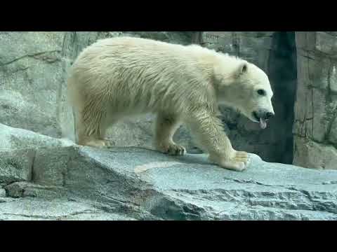 おはようモモちゃん モモ太くん😊　  ホッキョクグマの親子　　男鹿水族館GAOにて　2026年5月22日 サムネイル