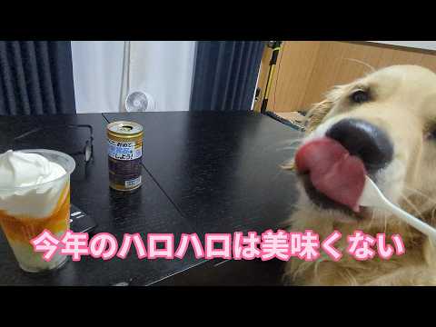今年のハロハロは不作ですな。ゴールデンレトリバーティト
