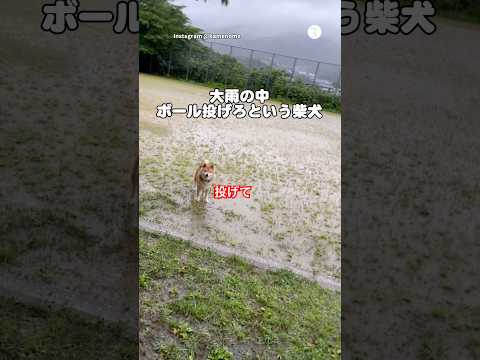 大雨の中、ボール投げろという柴犬😂　柴犬　犬　犬のいる暮らし かわいい犬 面白い サムネイル