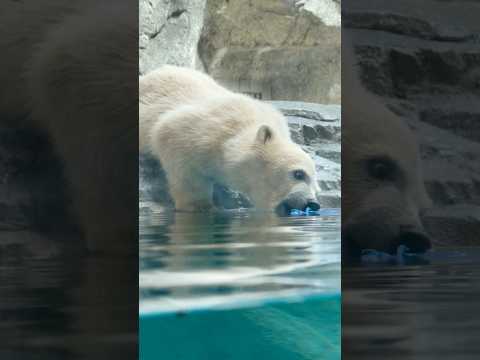 shorts モモ太くん あ！落ちた😅　  ホッキョクグマの仔　男鹿水族館GAOにて　2026年5月22日 サムネイル