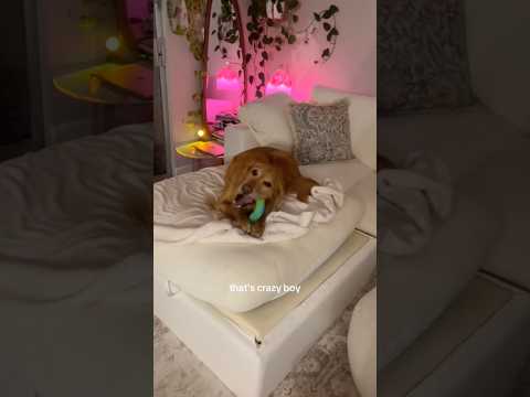 coming home to my golden retriever🥵 goldenretreiver dog ind… サムネイル