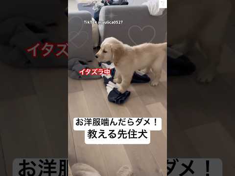 先住犬に躾けられる子犬　ゴールデンレトリバー 大型犬　犬　ハスキー　しつけ サムネイル