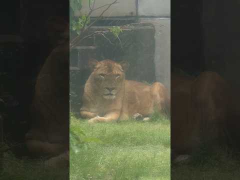 shorts トモちゃん見っけ😊　ライオン　大森山動物園にて　2026年5月21日 サムネイル