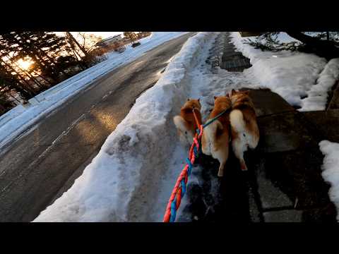 2026年3月8日(日) 雪で更に狭くなった道を三匹はどう切り抜けるのか？ グレーチングいやん柴 サムネイル