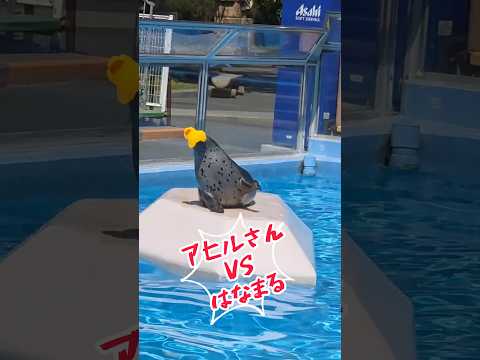 アヒルさんvsはなまる　東武動物公園 zoo animals 癒し すごい 動物 ゴマフアザラシ はなまる アヒルさん… サムネイル