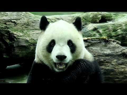 兒童節圓寶午後餐吃箭筍可愛吃播|Giant Panda Yuan Bao,圆宝,貓熊,大貓熊,大熊貓|台北市立動物園|…