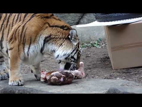 今日はサーシャの日　アムールトラ　浜松市動物園にて　2026年2月14日 サムネイル