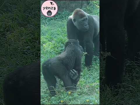 Gorilla Ringo轉圈拍Tayari一下 gorillatag taipeizoo 金剛猩猩 台北市立動物園 サムネイル