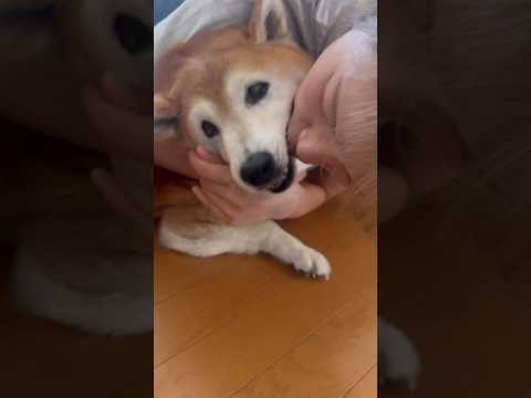 柴犬福 姉にキス連打されてしまいもうどうしようもない柴犬🤣Sis and Shiba🤣姉と柴 shorts 柴犬 ja… サムネイル