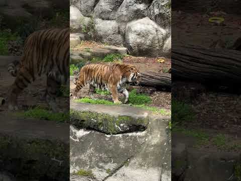shorts またまた泳ぎに行っていたソーンさん　アムールトラ　浜松市動物園にて　2026年4月5日 サムネイル