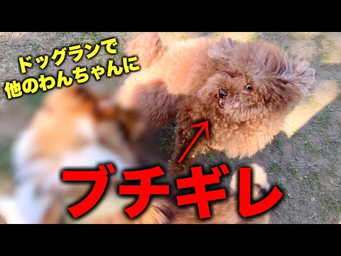 ドッグラン入場5分でキレて、う○こだけして帰ったうちの犬。【トイプードル】