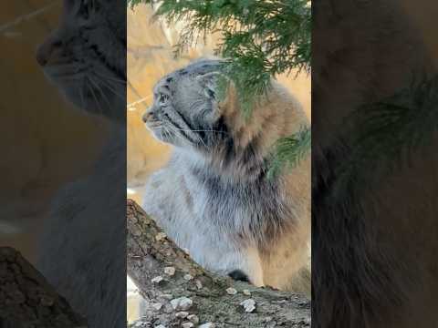 shorts 風が強くなって来たネェ〜ナゴムくん　マヌルネコ　那須どうぶつ王国にて　2026年4月11日 サムネイル