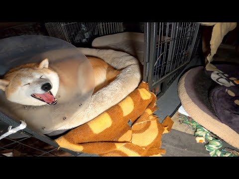 エリザベスモモさんの寝かしつけ サムネイル