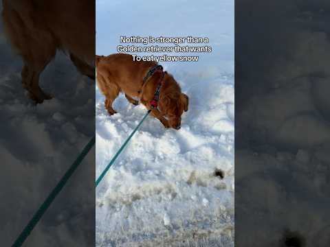 Walks are so painful 😩 サムネイル