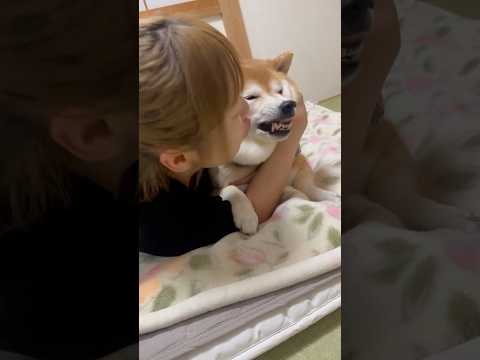 柴犬福【記事化記念✨】姉に絡まれまくる柴犬🤣Sis and Shiba🤣姉と柴 shorts japanesedog… サムネイル