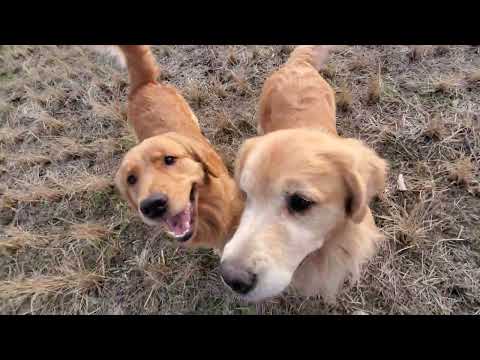 田んぼへ飛び込む５歳のトン君と２歳のイロハはゴールデンレトリバー サムネイル