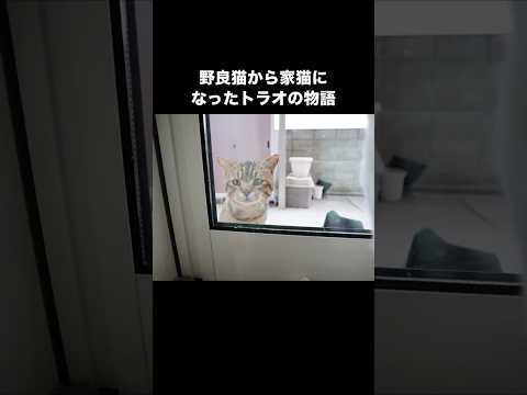 野良猫から家猫になるまでのトラオ物語 #保護猫 #野良猫 #猫 #shorts サムネイル